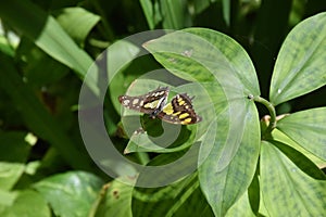 Wings Extended on a Green Malachite Butterfly