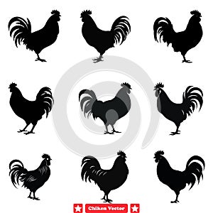 Wings and Feathers Detailed Chicken Vector Art Compilation