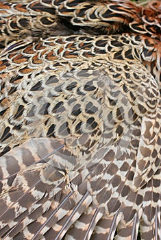 Wings feathers pheasant