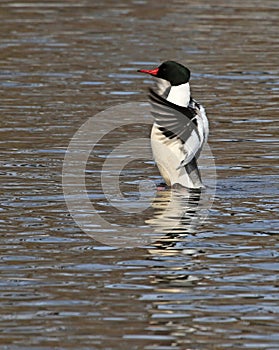 Wings Flapping Common Merganser photo