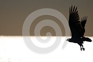 Wings of Freedom - Haliaeetus albicilla - Sea eagle.