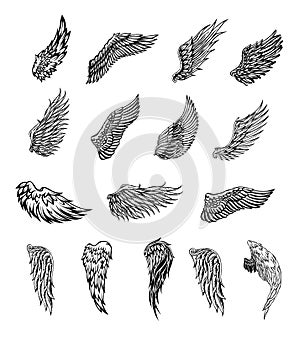 Wings graphic illustration