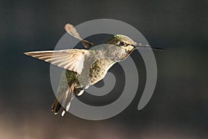 Wings of a Immature Male Anna\'s Hummingbird In Flight