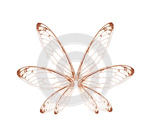 Wings of Insect cicada on white bacground