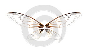 Wings of Insect cicada on white background