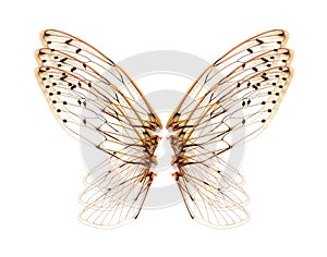 Wings of Insect cicada on white background.