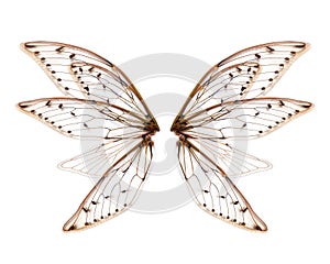 Wings of Insect cicada on white background