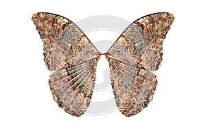 Wings of Insect with Clipping Path.