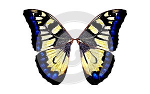 Wings of Insect with Clipping Path.