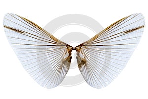 Wings of insect on white background