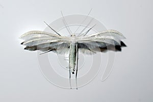 Wings of insect on a white background