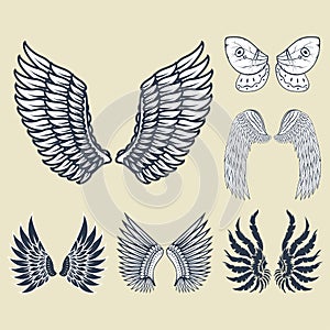 Wings isolated animal feather pinion bird freedom flight natural peace design vector illustration.