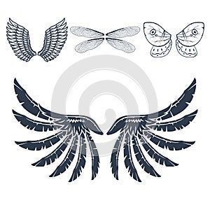 Wings isolated animal feather pinion bird freedom flight natural peace design vector illustration.