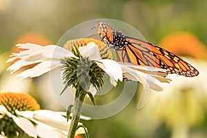Wings of monarch butterfly on a white daisy