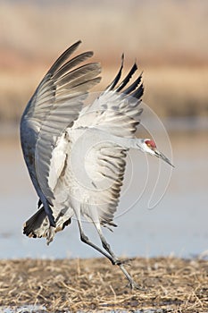 Wings out at landing in New Mexico