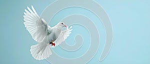 Wings of Peace: The Hopeful Flight for Harmony. Concept Peace & Harmony, World Unity, Hope &