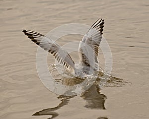 Wings of seagull