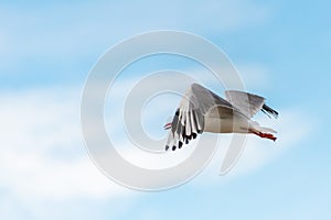 Wings - Seagull in flight