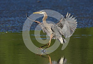 Wings spread, Great Blue Heron lands delicately in shallows in golden light