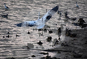 Wings Spread on a Heron in Flight