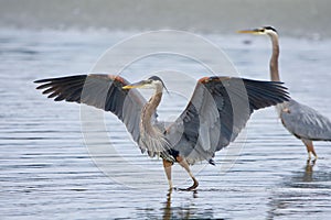 Wings spread, a male great blue heron shows off his plumage as he lands in a tide pool at Witty`s Lagoon