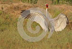 Sarus crane bird in fun