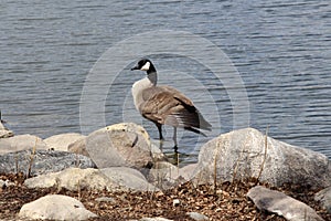 Wings stretched sun worshipping Canada Goose on shore