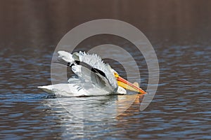 With Wings Up a Pelican Swims Across a Lake photo