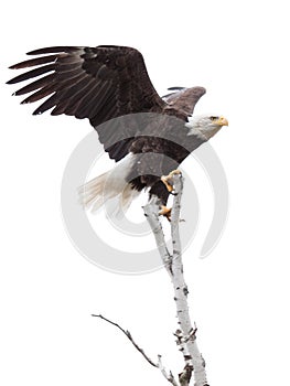 Wings Up Talons Hooked an Eagle on Top of a Tree