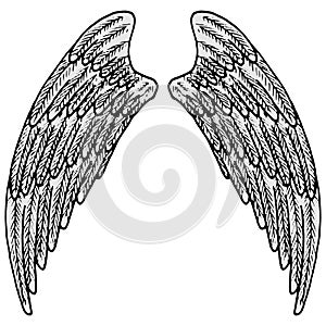 2656 wings, vector illustration, linear drawing of a pair of wings in black and white, isolate, design elements, doodle style