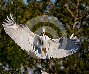 Wings wide open, the great egret lands in rookery