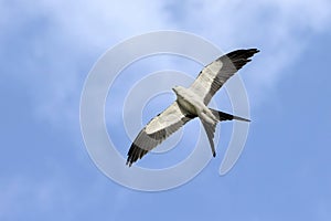 Wingspan Of A Swallow-tailed Kite