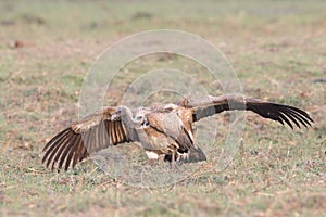 Wingspan of white-backed vulture photo