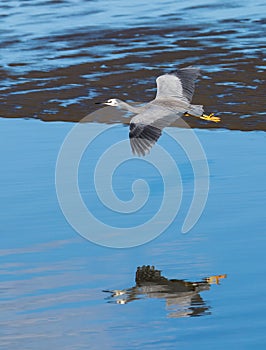 Wingspan of White-face heron.