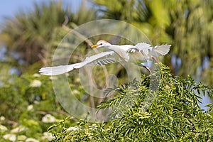 Wingspread Of A Cattle Egret
