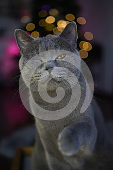 Winking British Shorthair cat with raised paw