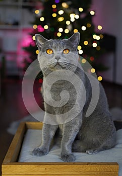 Winking British Shorthair cat with raised paw