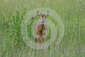 Winking deer