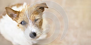 Winking dog with funny ears as listening, web banner photo