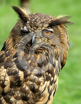 Winking eagle owl