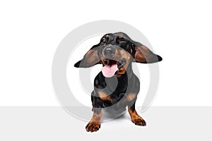 Winking. Flying ears. Purebred, funny, adorable dog, Dachshund standing with tongue sticking out isolated over white