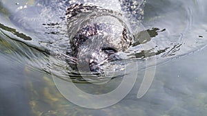 Winking Harbor seal