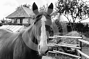 Winking horse funny monochrome image