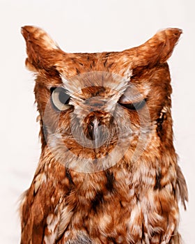 Winking owl photo