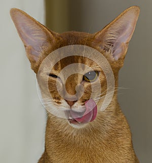 Winking red Abyssinian cat