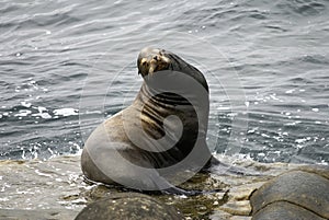 Winking Sea Lion On Rock