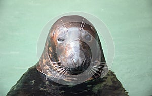 Winking seal