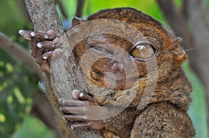 Winking Tarsier