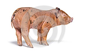 Winking Young pig mixedbreed, isolated