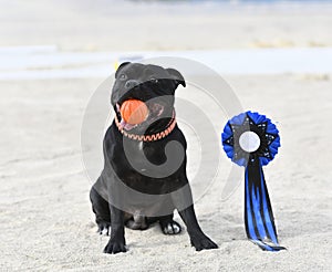 winner of competition with a staffie